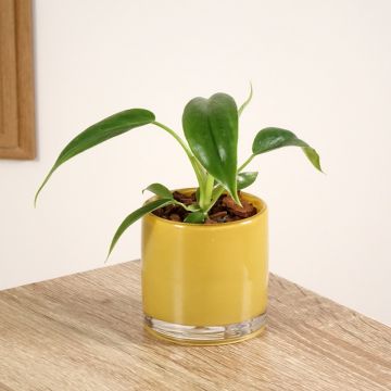 Philodendron 69686 - Filodendro