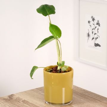Philodendron burle-marxii - Filodendro