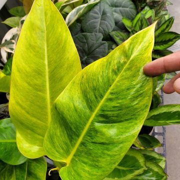 Philodendron Calkins Gold - Filodendro
