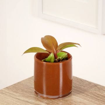 Philodendron Cherry Red - Filodendro