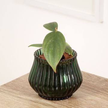 Philodendron sp. Colombia - Filodendro