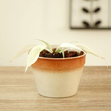 Philodendron Florida Ghost - Filodendro