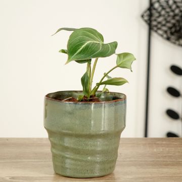 Philodendron gloriosum - Filodendro