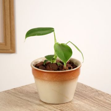 Philodendron grazielae - Filodendro