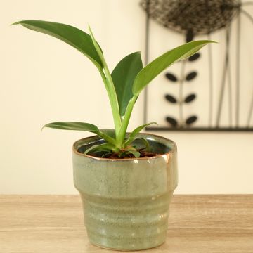 Philodendron Imperial Green - Filodendro
