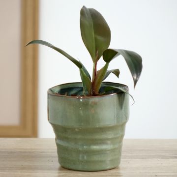 Philodendron Imperial Red - Filodendro
