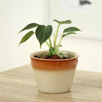 Philodendron Incensi - Filodendro