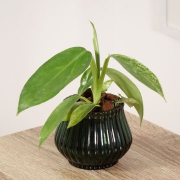 Philodendron Jose Buono - Filodendro