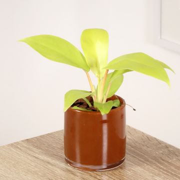 Philodendron Malay Gold - Filodendro