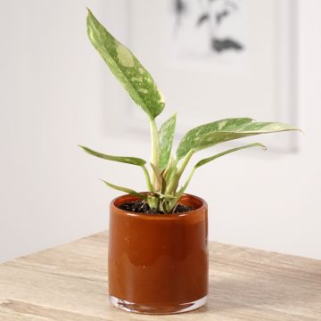 Philodendron Narrow Ring of Fire - Filodendro