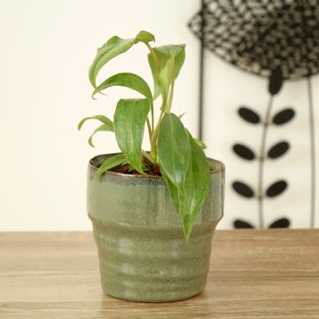 Philodendron Paraiso Verde - Filodendro