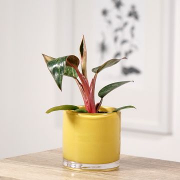 Philodendron Pink Bikini - Filodendro