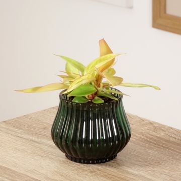 Philodendron Prince of Orange - Filodendro