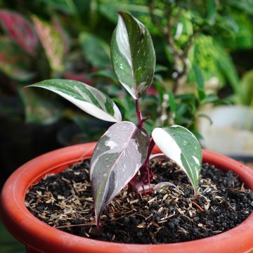 Philodendron Red Anderson - Filodendro