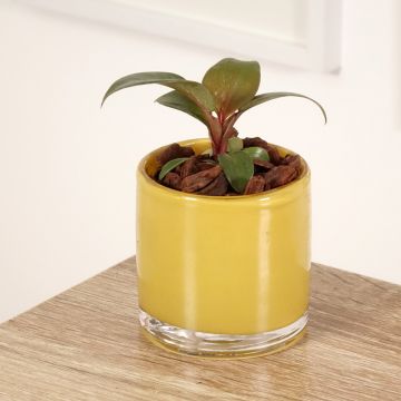 Philodendron Red Heart - Filodendro