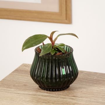 Philodendron Royal Queen - Filodendro