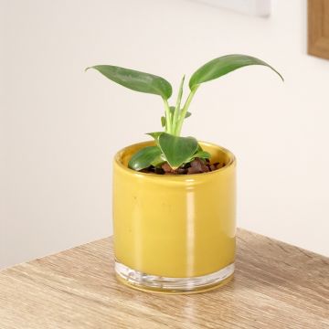 Philodendron rugosum Aberrant - Filodendro