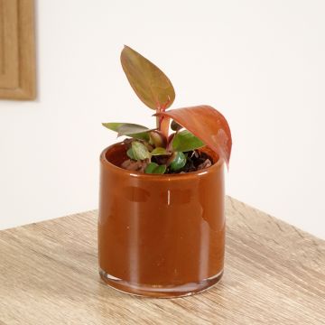 Philodendron Sun Red - Filodendro