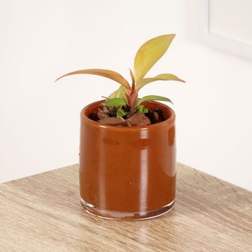 Philodendron Sunlight - Filodendro