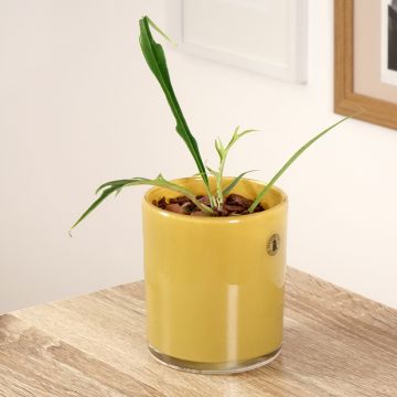 Philodendron tortum - Filodendro