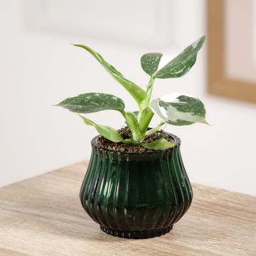 Philodendron White Wizard - Filodendro
