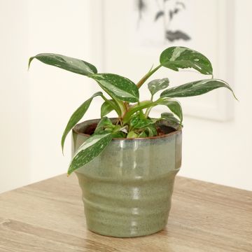 Philodendron White Princess - Filodendro