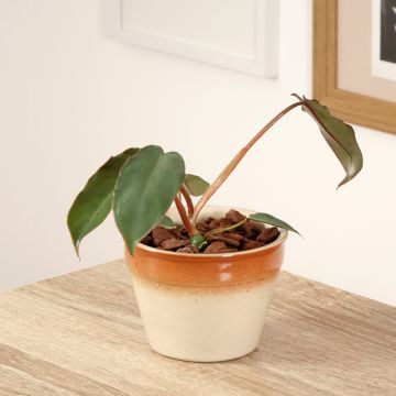 Philodendron billietiae x atabapoense - Filodendro
