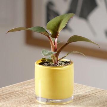Philodendron Black Cardinal - Filodendro