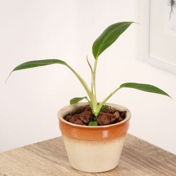 Philodendron holtonianum Trilobe - Filodendro