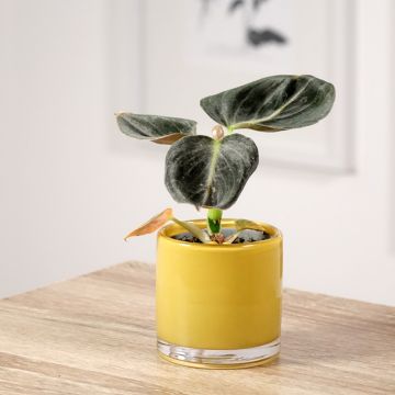 Philodendron melanochrysum - Filodendro