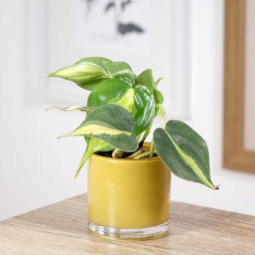 Philodendron scandens Brasil - Filodendro