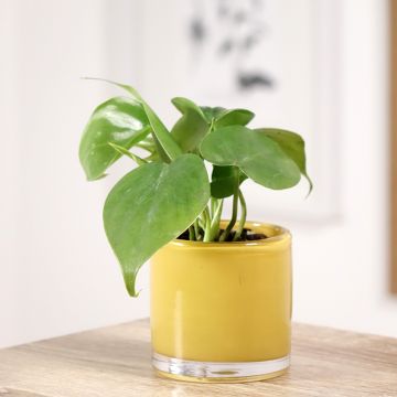 Philodendron scandens - Filodendro