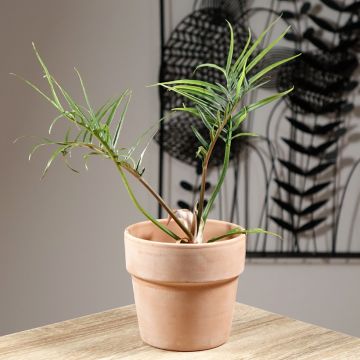 Philodendron tortum - Filodendro