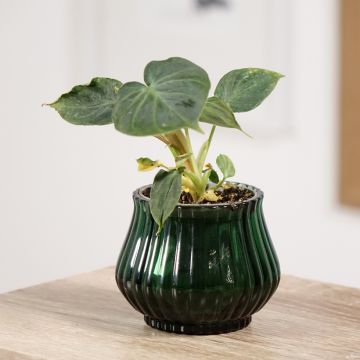 Philodendron verrucosum - Filodendro