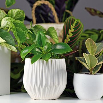 Philodendron Green Princess - Filodendro