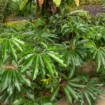 Philodendron goeldii - Filodendro