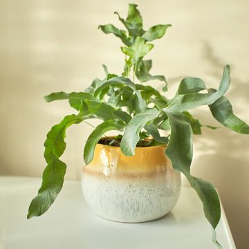 Phlebodium Blue Star - Fougère bleue