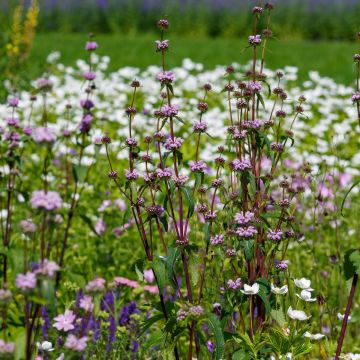 Phlomis tuberosa Prima Donna - Flomis