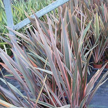 Phormium tenax Rainbow Queen - Lino de Nueva Zelanda
