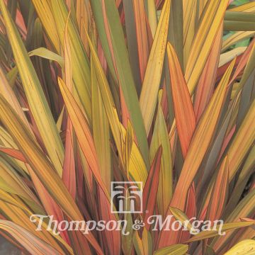Phormium tenax Rainbow Striped Hybrids - Lino de Nueva Zelanda