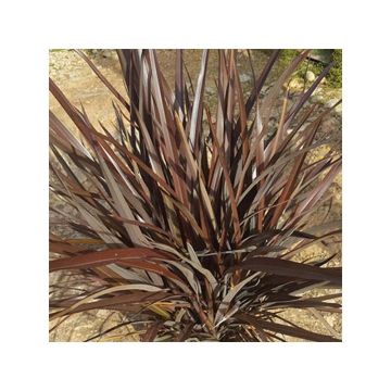 Phormium tenax Special Red - Lino de Nueva Zelanda