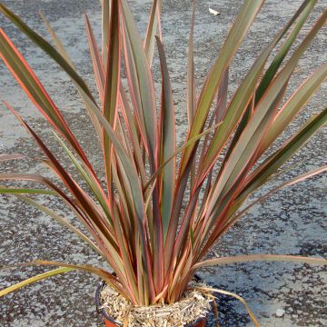 Phormium tenax Sundowner - Lino de Nueva Zelanda