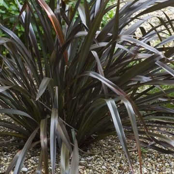Phormium cookianum Black adder - Lino de Nueva Zelanda