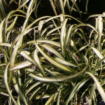 Phormium cookianum Blondie - Lino de Nueva Zelanda