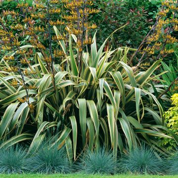 Phormium tenax Variegatum - Lino de Nueva Zelanda