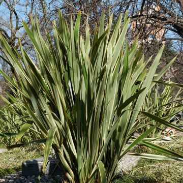 Phormium tenax (semillas) - Lino de Nueva Zelanda
