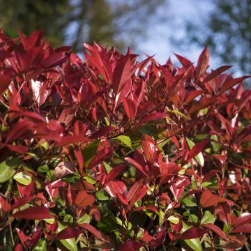 Photinia fraseri Devil's Dream - Fotinia