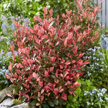 Photinia fraseri Little Fenna - Fotinia