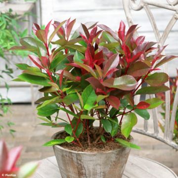 Photinia fraseri Red Light - Fotinia