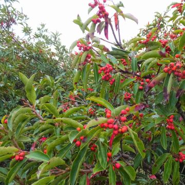 Photinia niitakayamensis - Fotinia